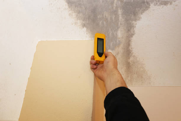 Best Environmental Consulting for Mold Prevention  in Corning, IA