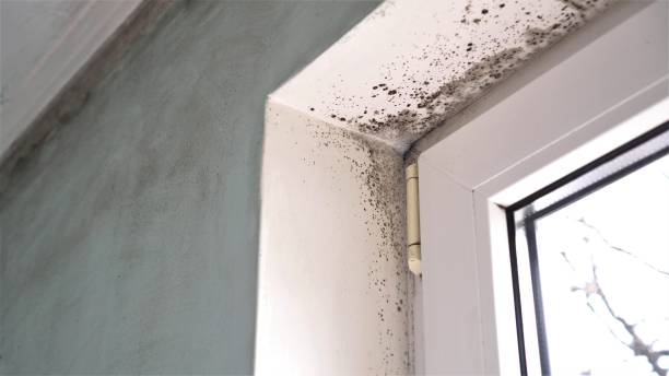 Mold Remediation for Rental Properties in Corning, IA