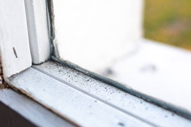 Best Black Mold Removal  in Corning, IA