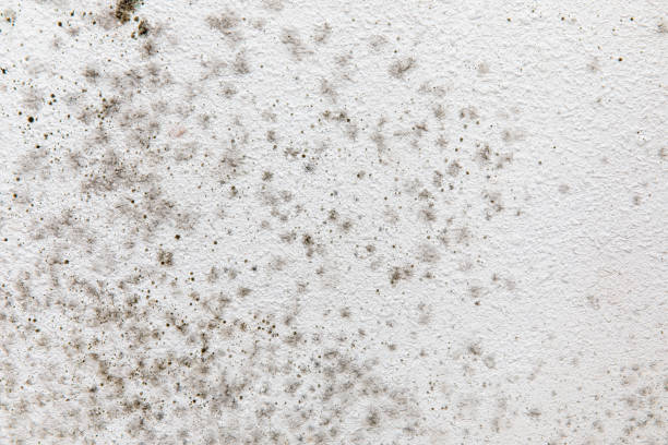Biohazard Mold Removal in Corning, IA
