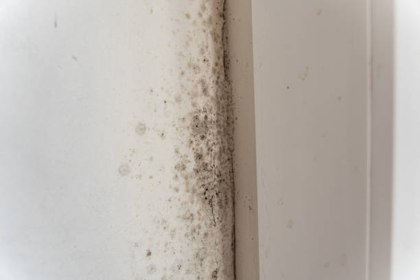 Best Airborne Mold Testing  in Corning, IA